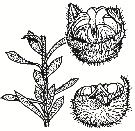 Leptospermum lanigerum