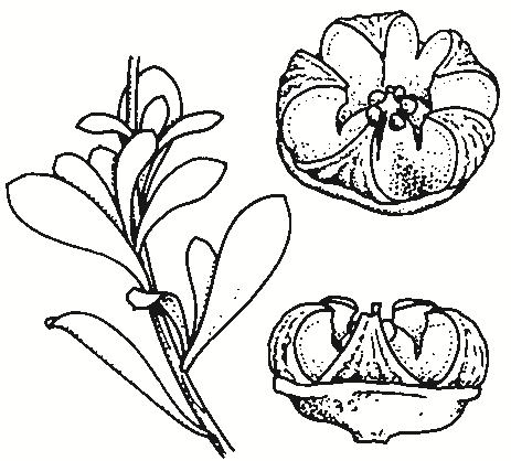 Leptospermum obovatum