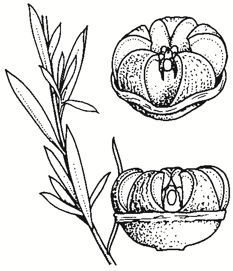 Leptospermum polygalifolium