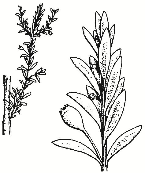 Baeckea utilis