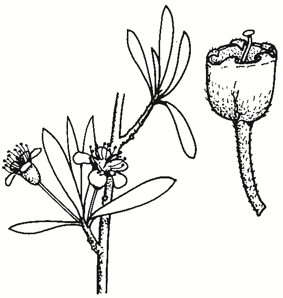 Kunzea ericoides
