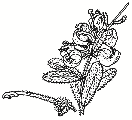 Grevillea alpina