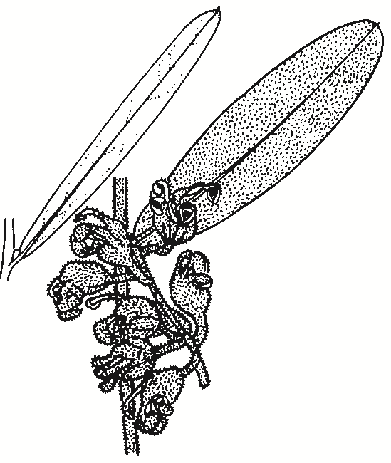 Grevillea floribunda