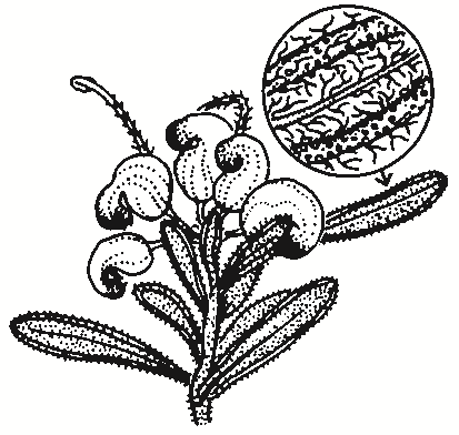 Grevillea lanigera