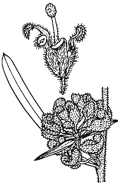Grevillea polybractea