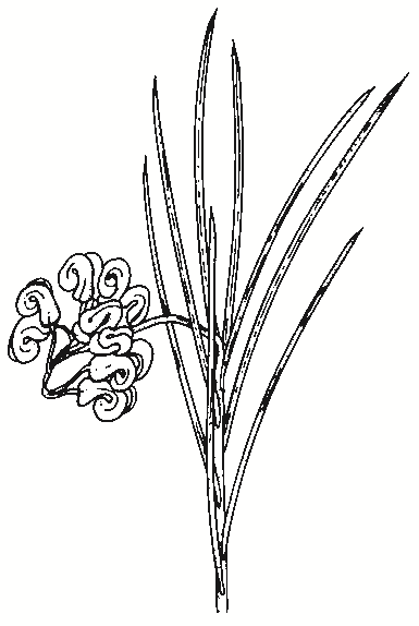 Grevillea rosmarinifolia