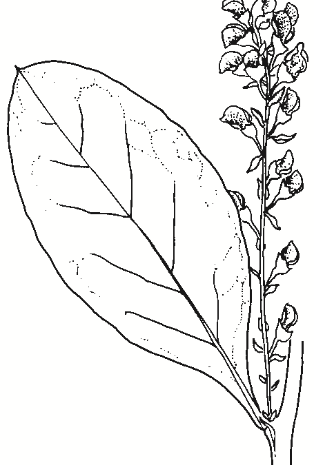 Daviesia latifolia