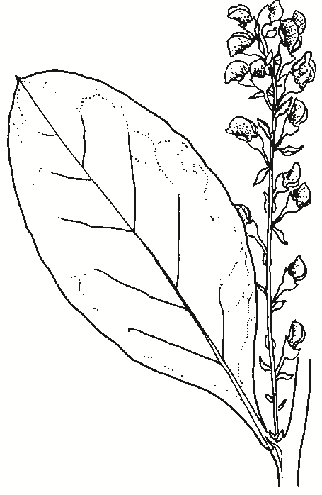 Daviesia latifolia