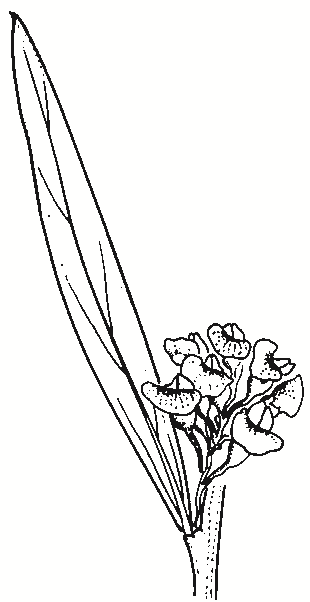 Daviesia mimosoides