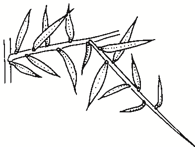 Daviesia ulicifolia