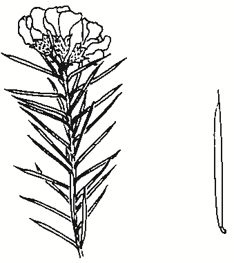 Dillwynia juniperina