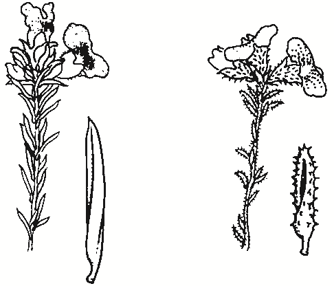 Dillwynia phylicoides