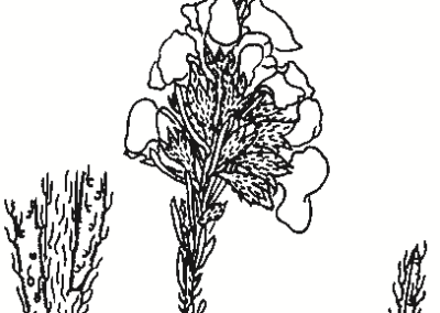 Dillwynia sericea