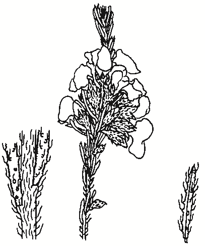 Dillwynia sericea