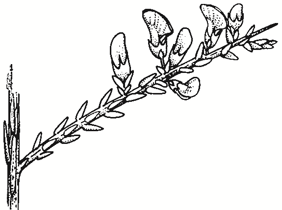 Eutaxia microphylla