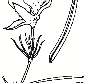 Gompholobium huegelii