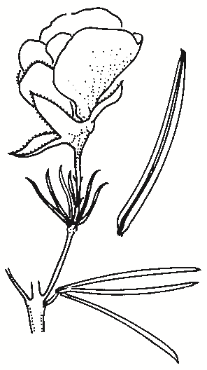 Gompholobium huegelii