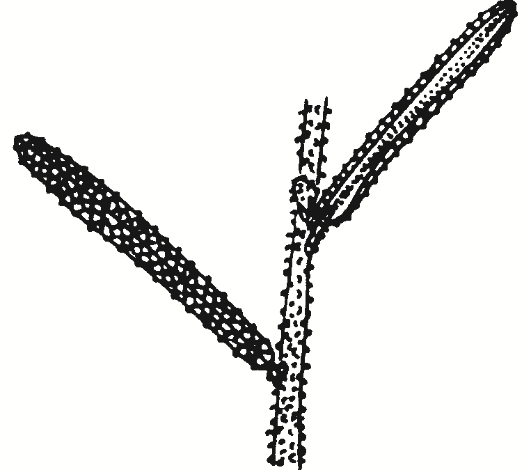 Hovea rosmarinifolia