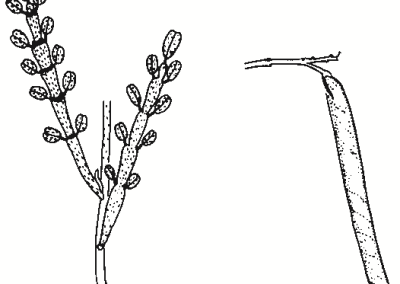 Indigofera adesmiifolia