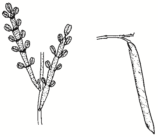 Indigofera adesmiifolia