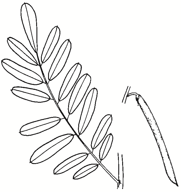 Indigofera australis