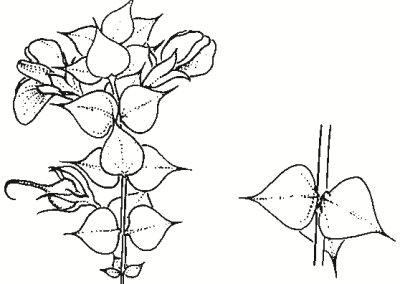 Pultenaea cunninghamii