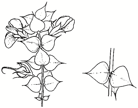 Pultenaea cunninghamii