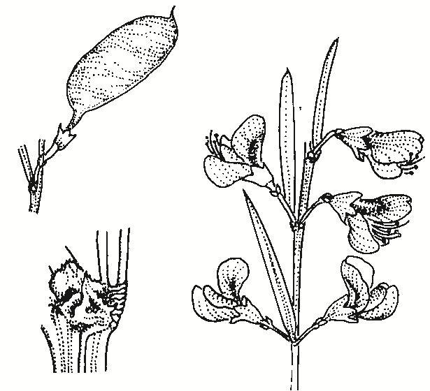 Templetonia stenophylla
