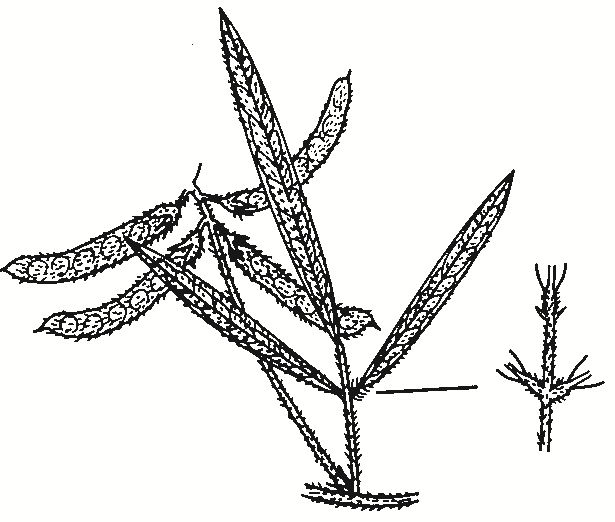Glycine canescens