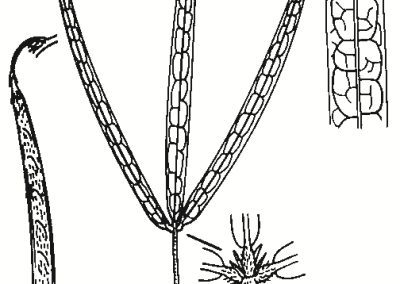 Glycine clandestina