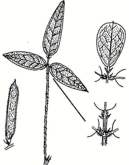 Glycine tabacina