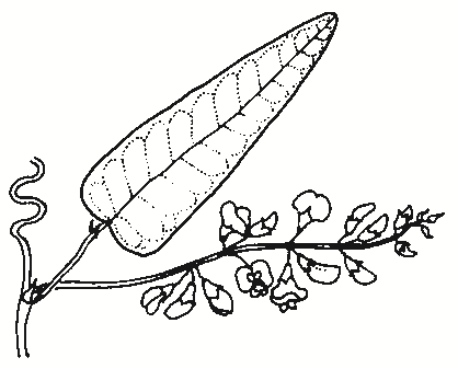 Hardenbergia violacea