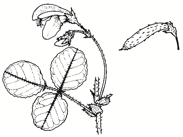 Kennedia prostrata
