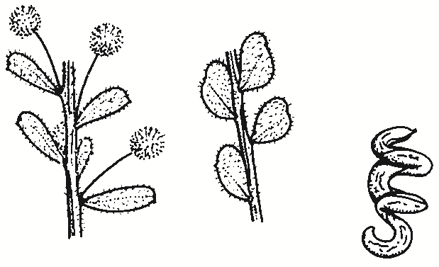Acacia acinacea