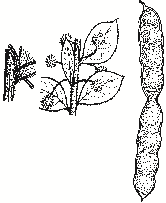 Acacia brachybotrya