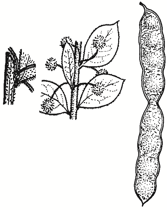 Acacia brachybotrya