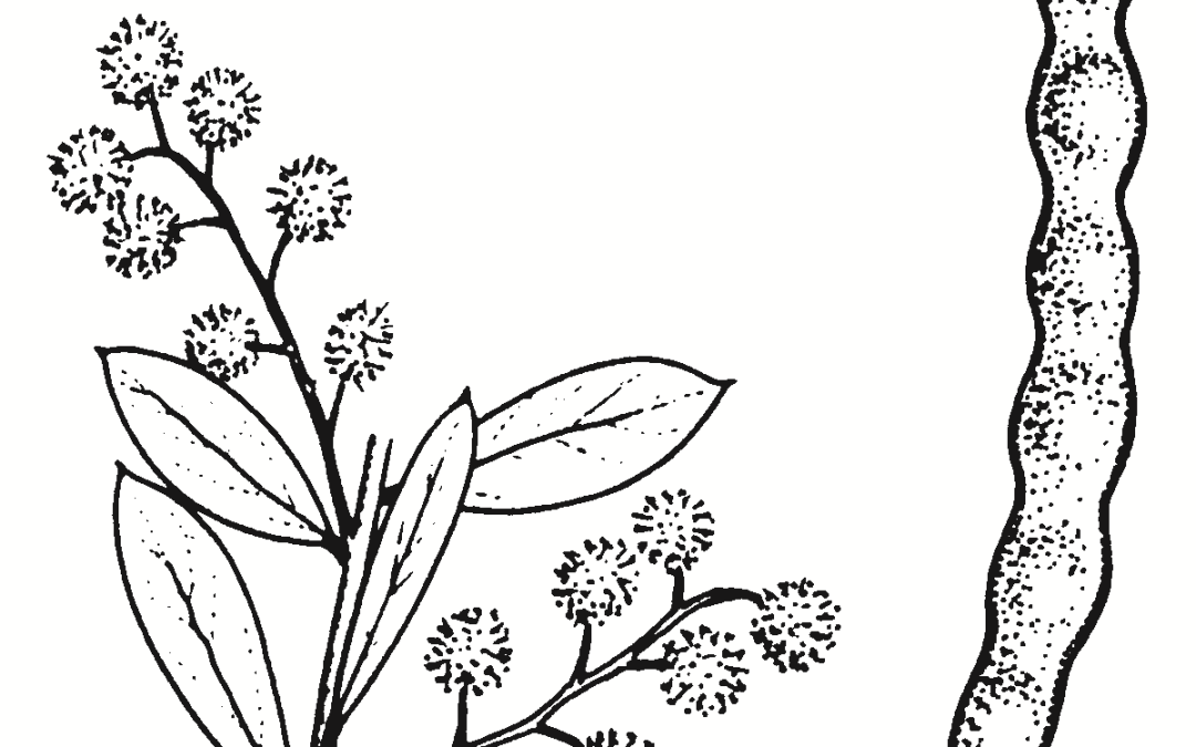Acacia buxifolia