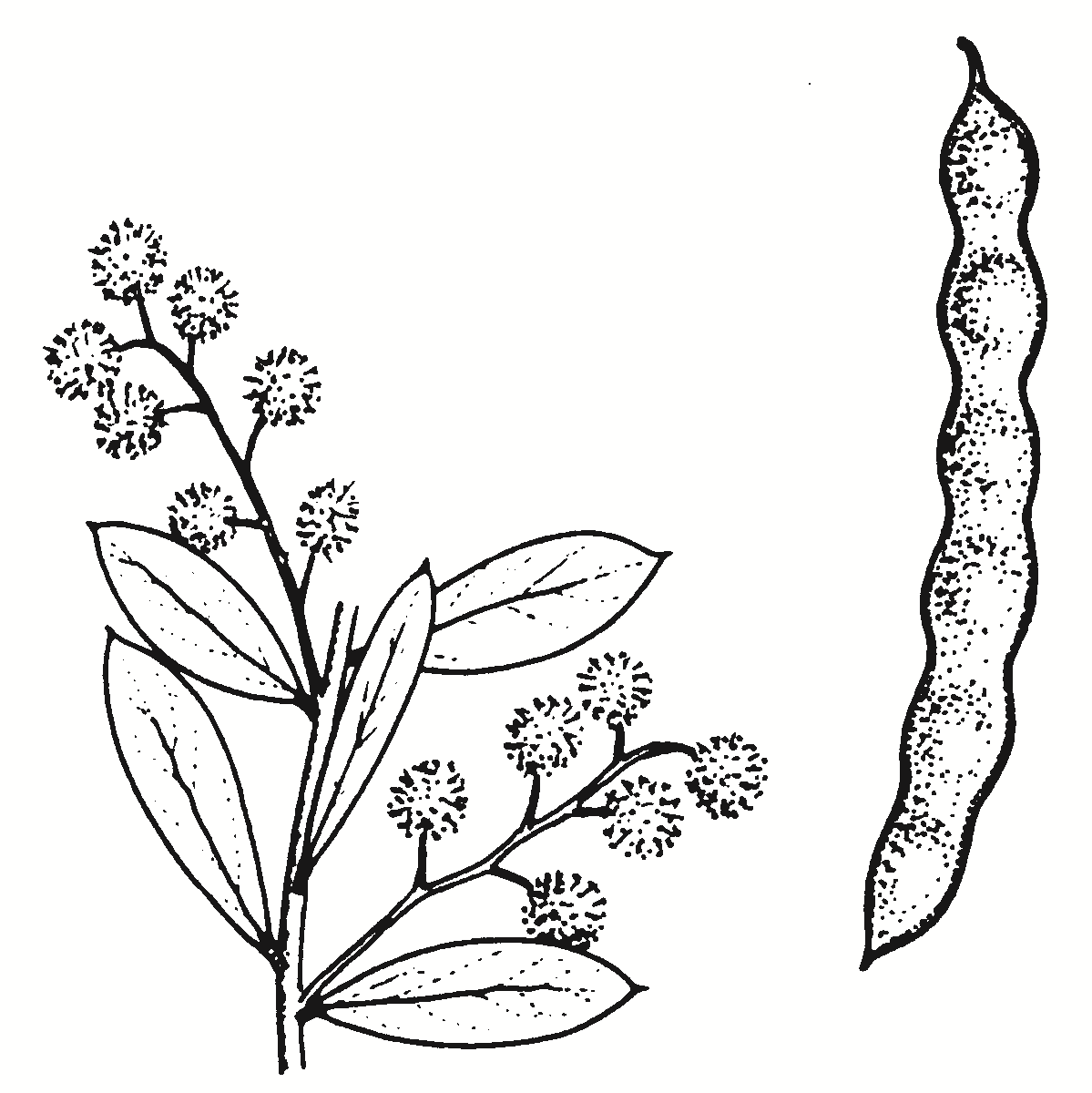 Acacia buxifolia