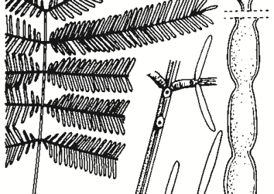 Acacia deanei