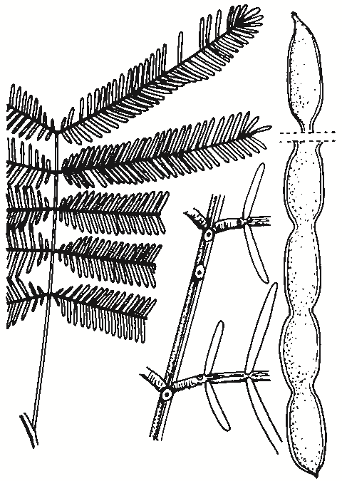 Acacia deanei