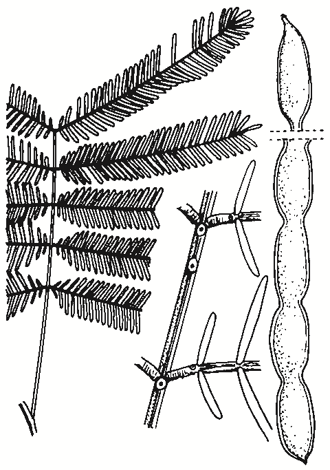 Acacia deanei