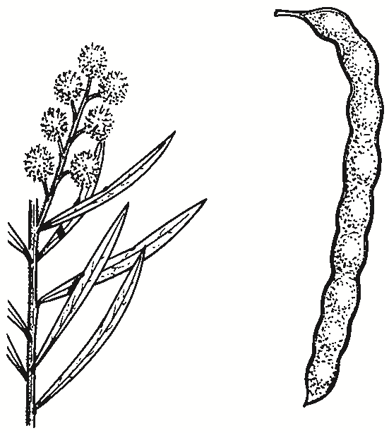 Acacia decora