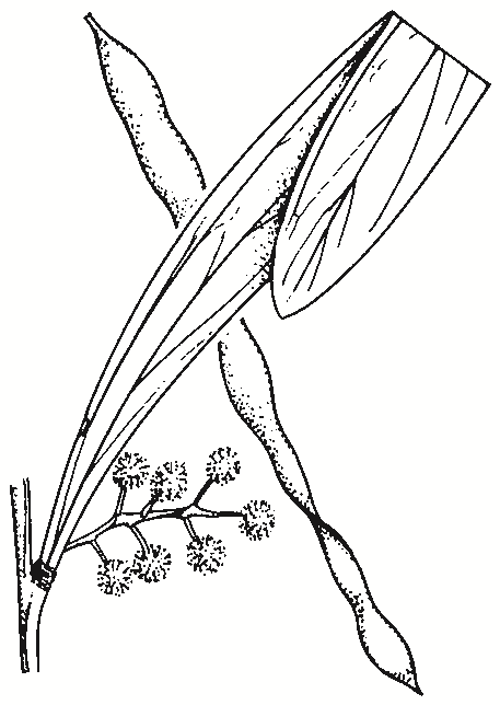 Acacia difformis
