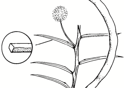 Acacia genistifolia