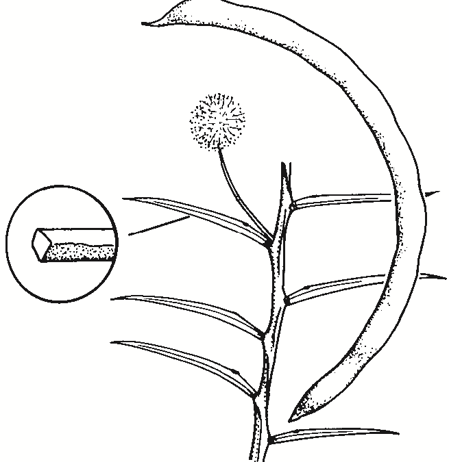 Acacia genistifolia