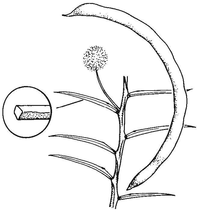 Acacia genistifolia