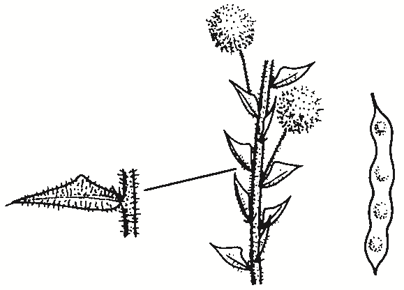 Acacia gunnii