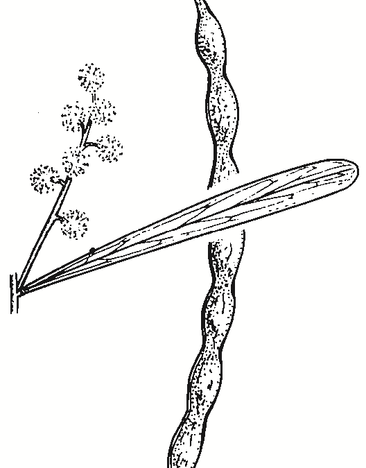 Acacia hakeoides