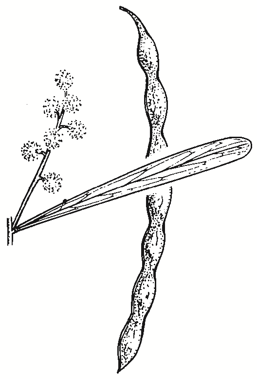 Acacia hakeoides