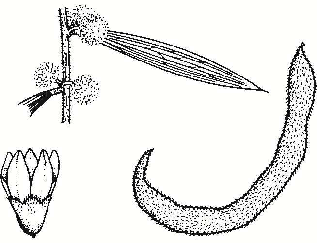 Acacia lanigera